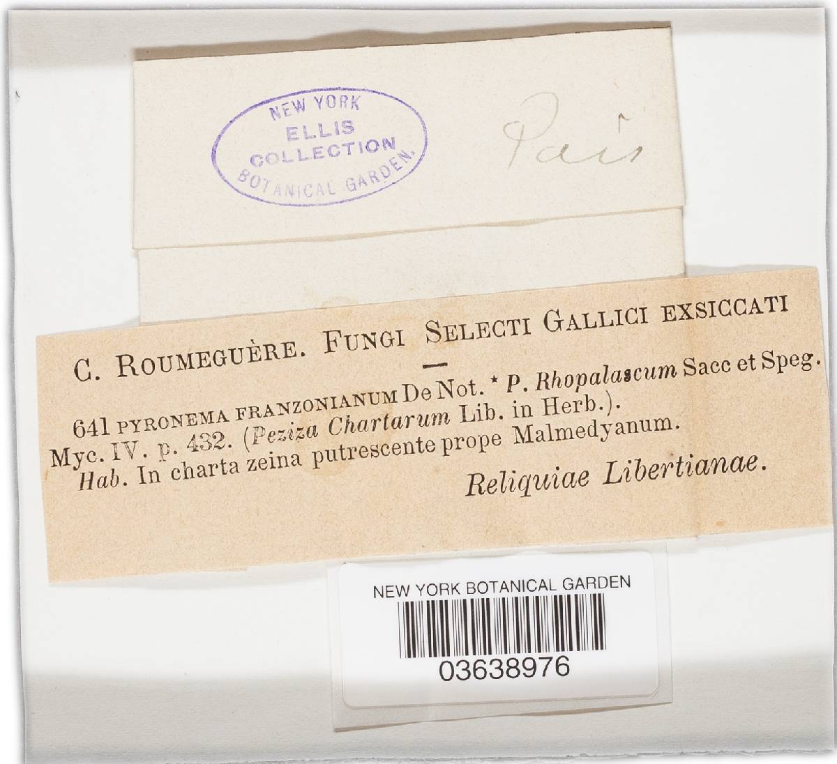 Pyronema franzonianum image