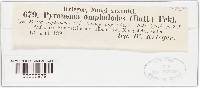 Pyronema omphalodes image