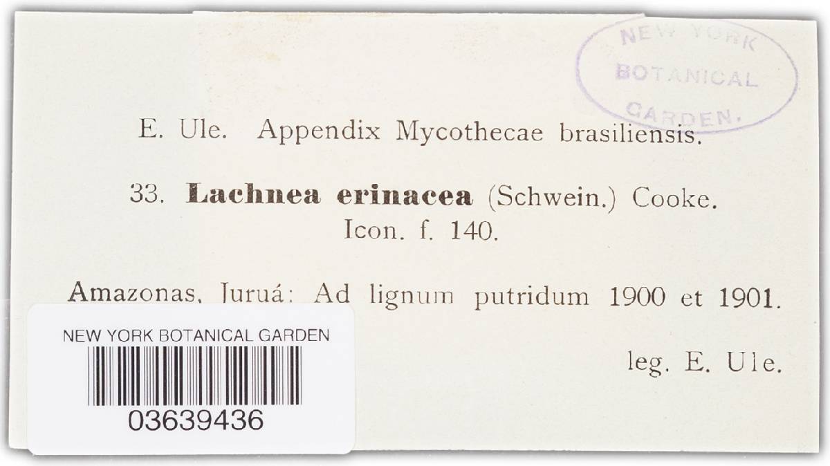 Scutellinia erinaceus image