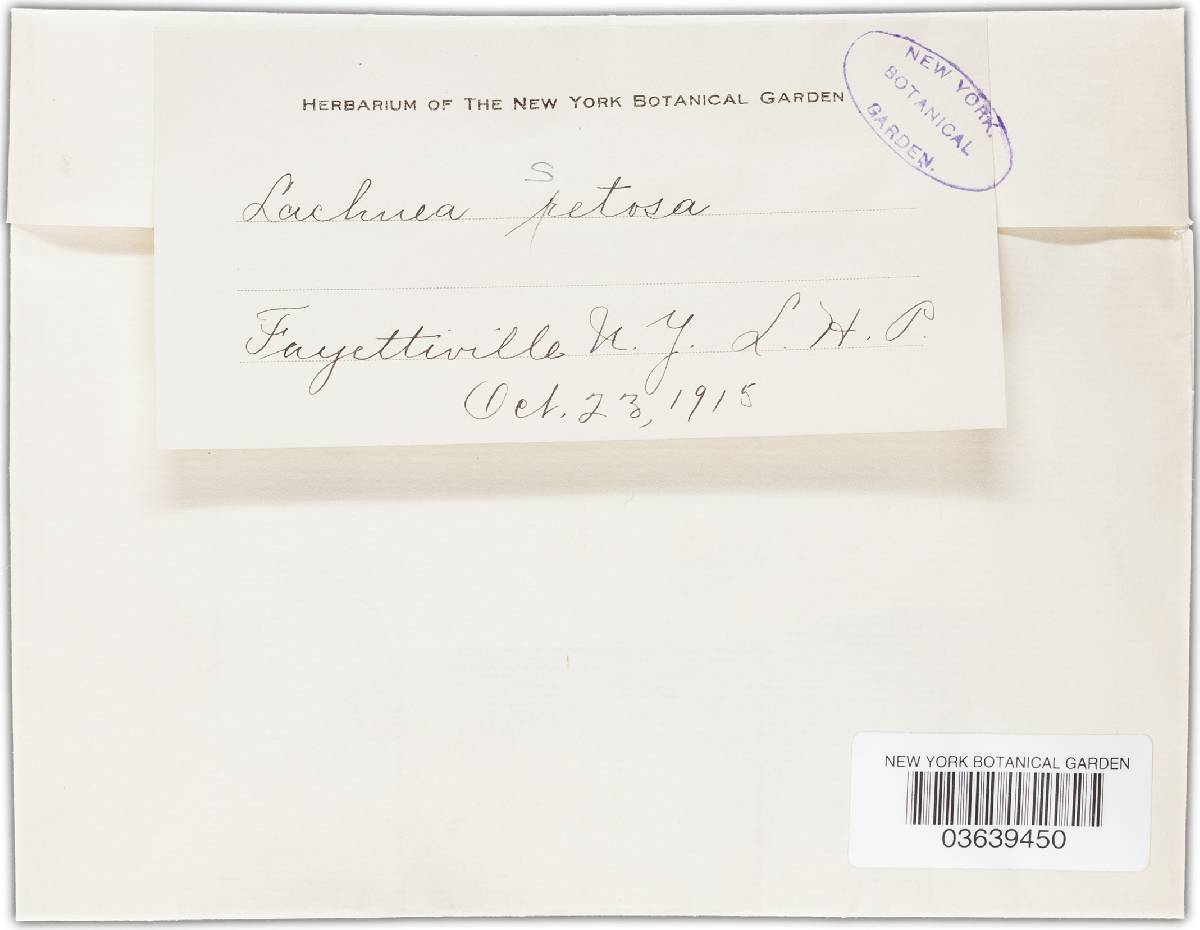 Scutellinia erinaceus image