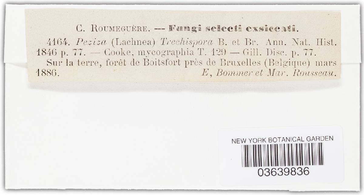 Scutellinia trechispora image