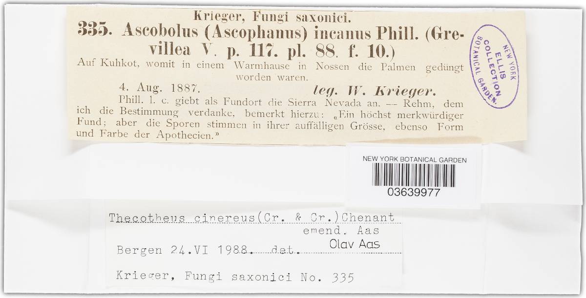 Thecotheus cinereus image