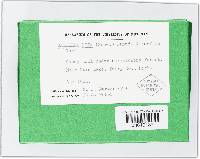 Galiella rufa image