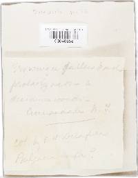 Galiella rufa image