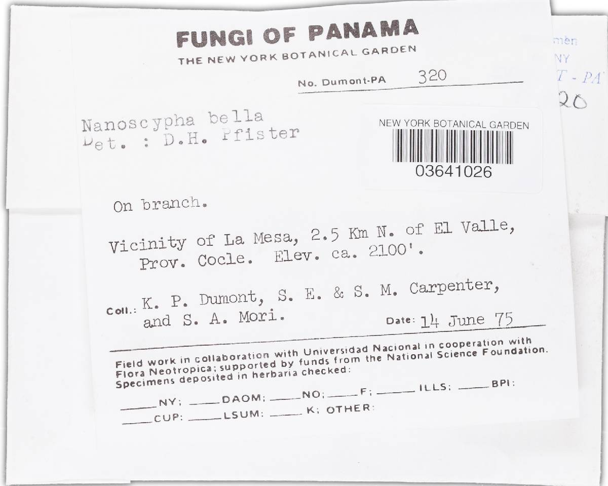 Nanoscypha bella image