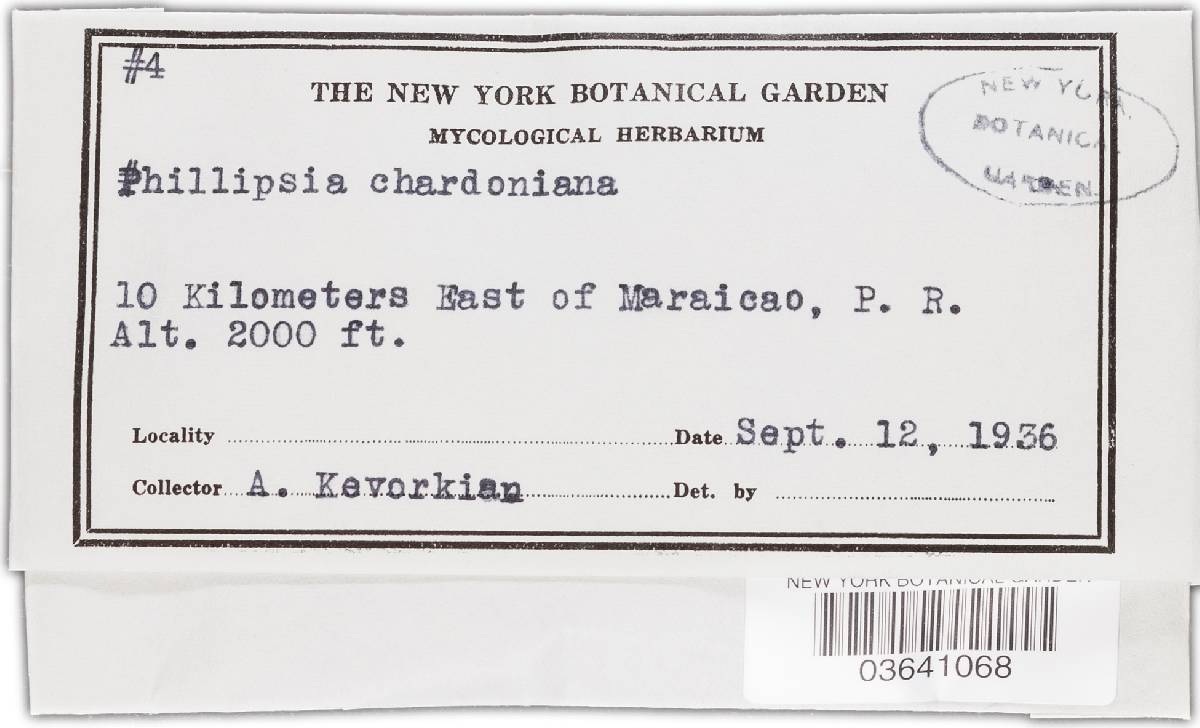 Phillipsia chardoniana image