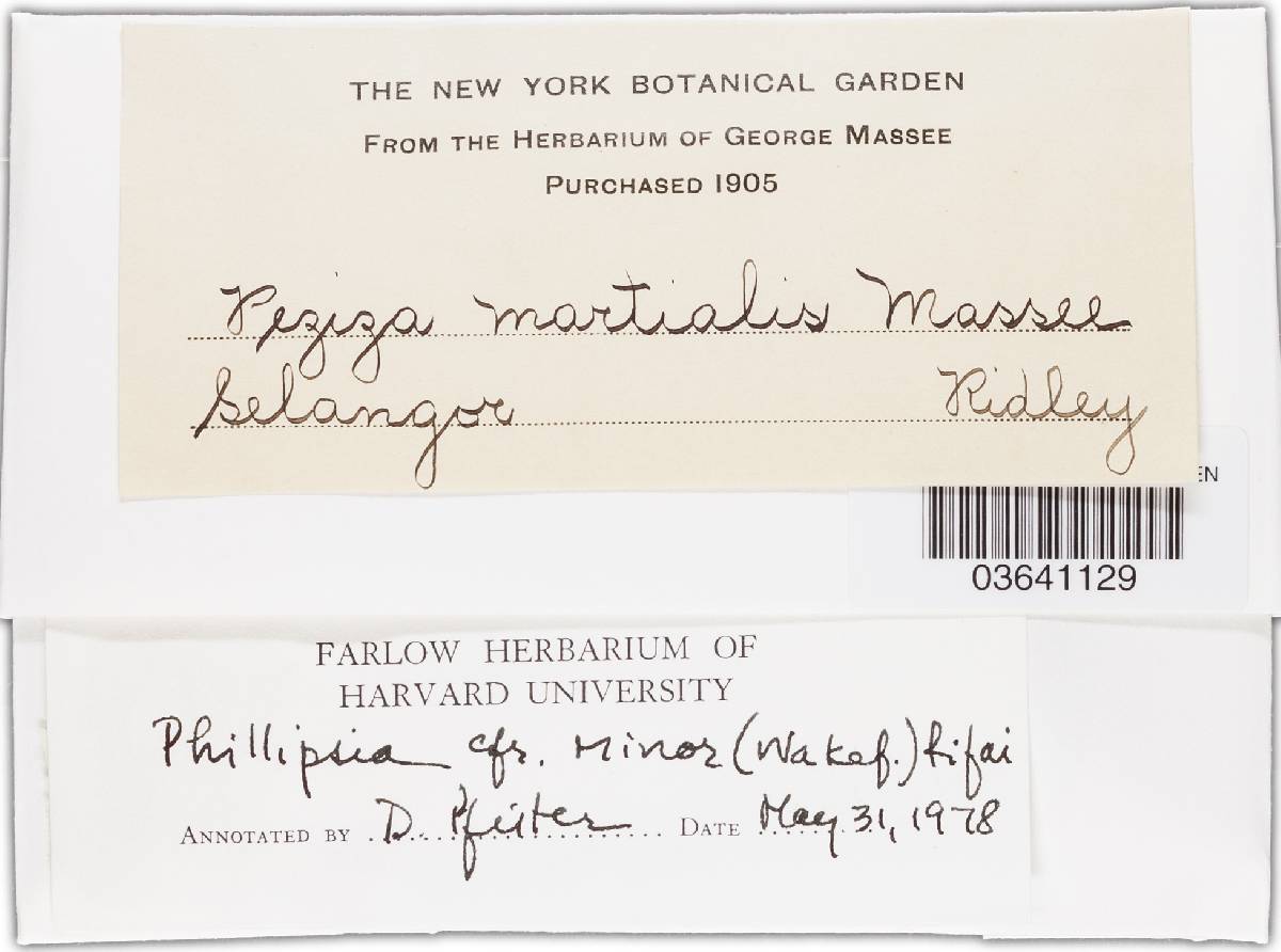 Phillipsia minor image