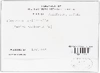Sarcoscypha occidentalis image