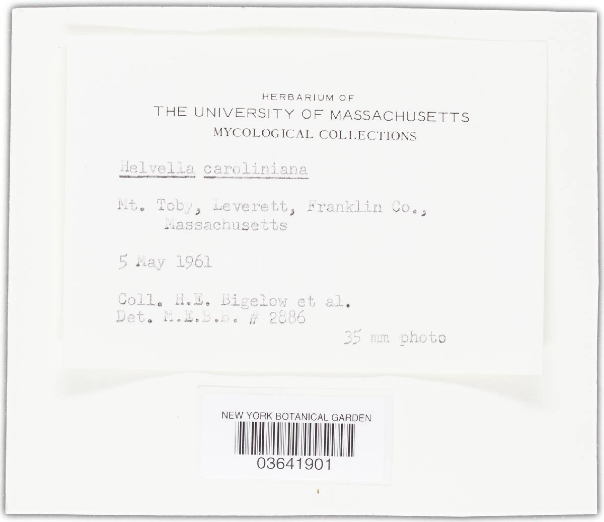 Helvella caroliniana image