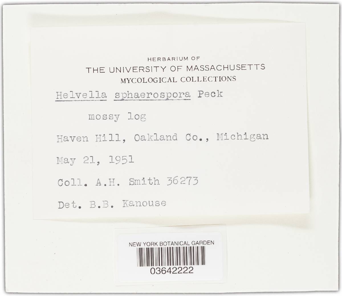 Helvella sphaerospora image