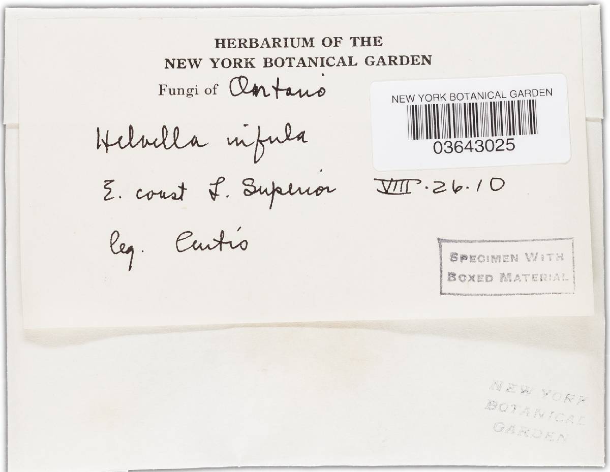 Helvella infula image