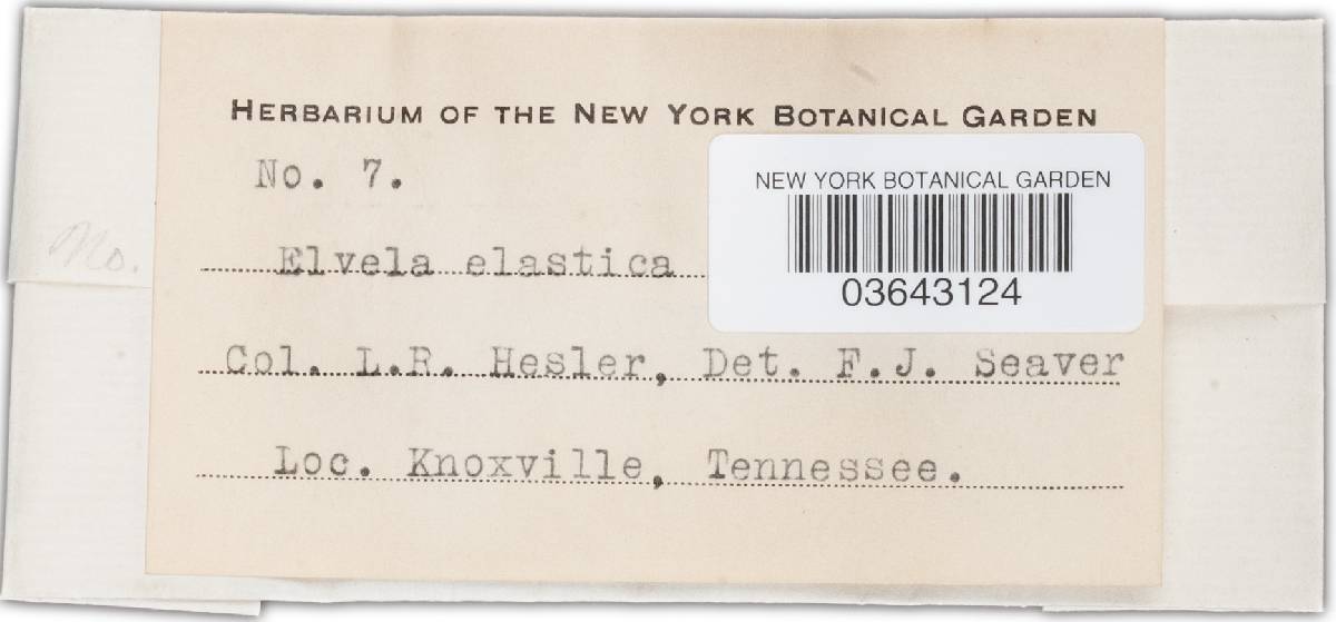 Leptopodia elastica image