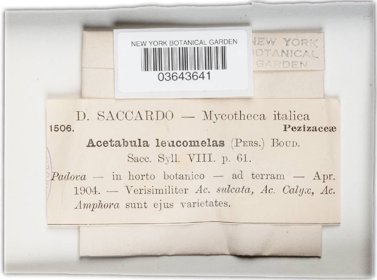 Paxina leucomelas image