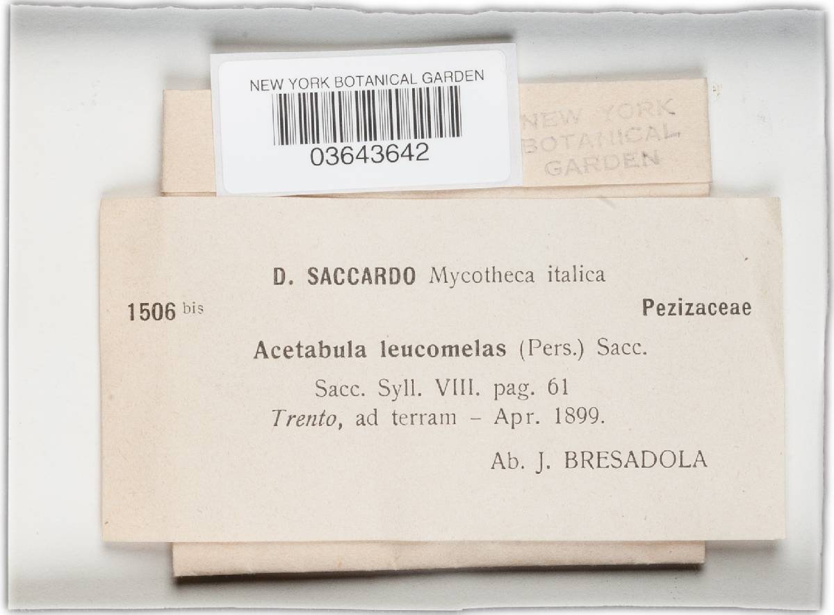 Paxina leucomelas image