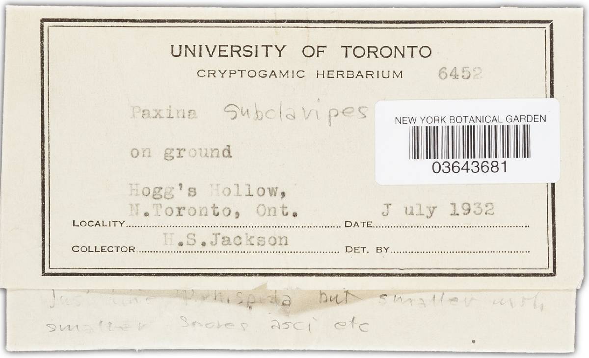 Paxina subclavipes image