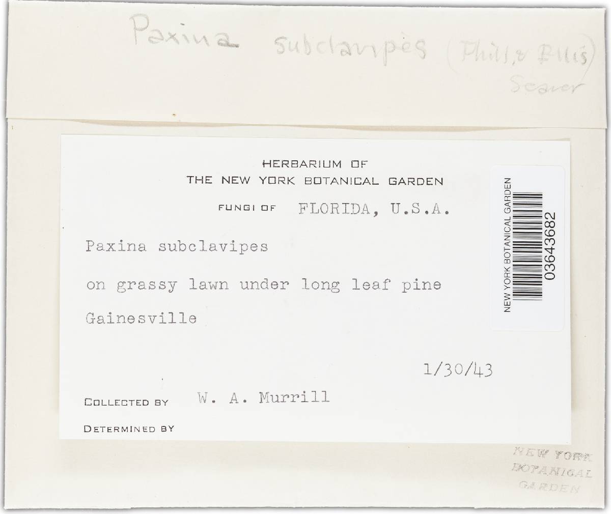 Paxina subclavipes image