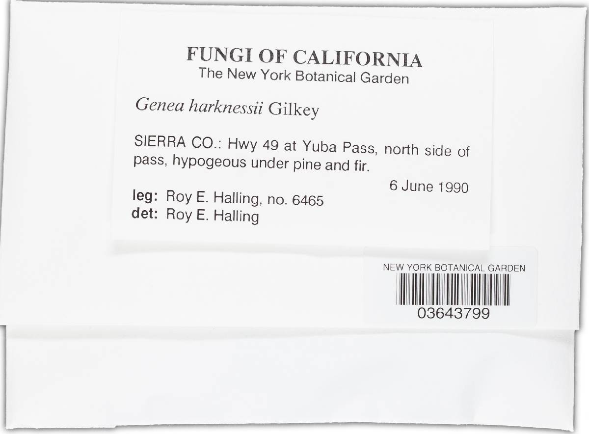 Genea harknessii image