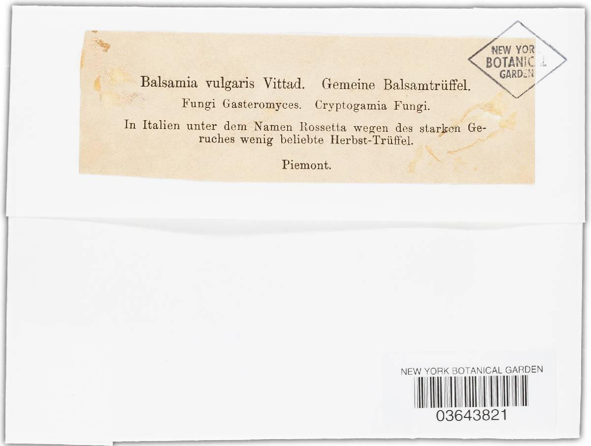 Balsamia vulgaris image