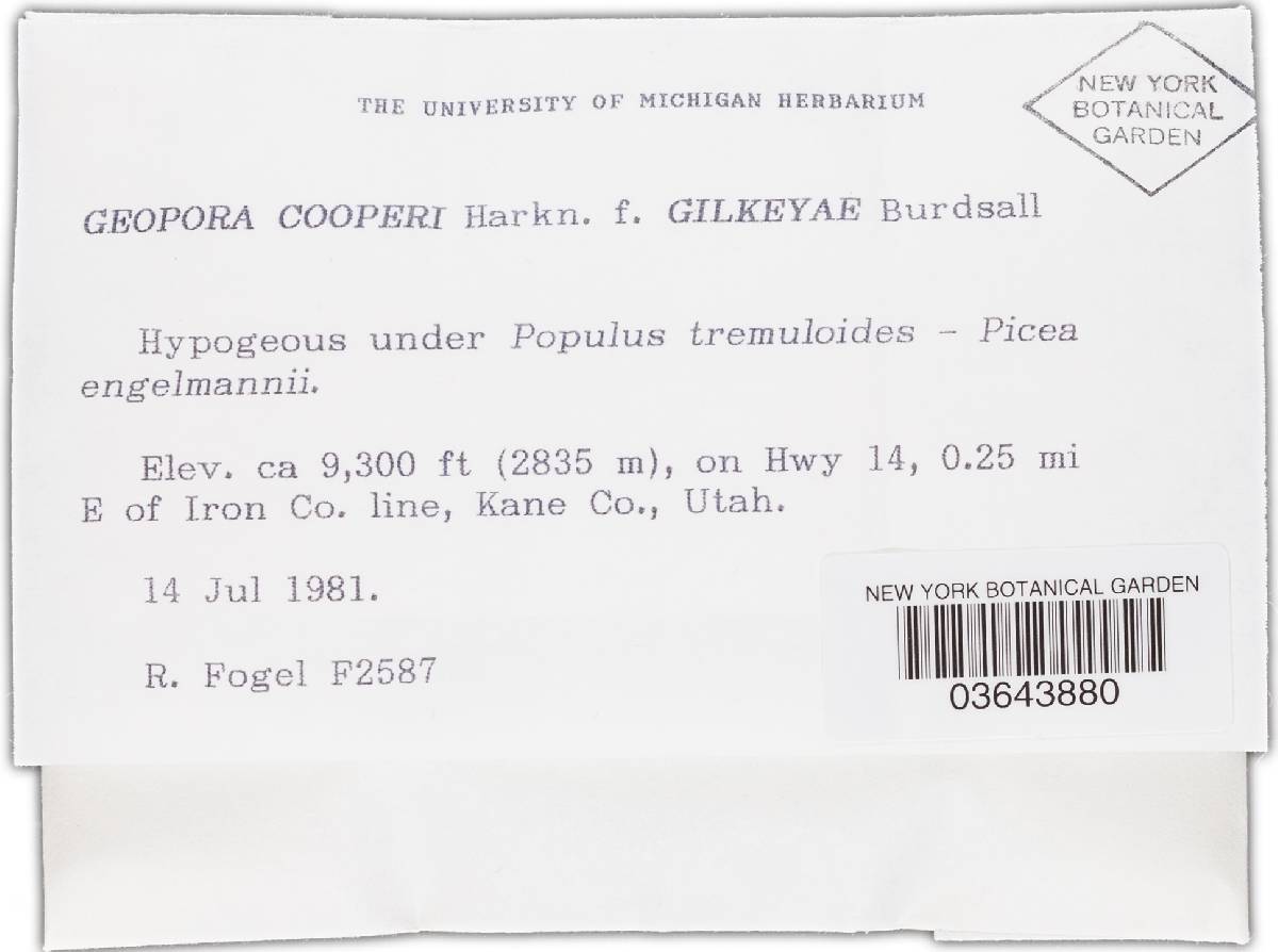Geopora cooperi f. gilkeyae image