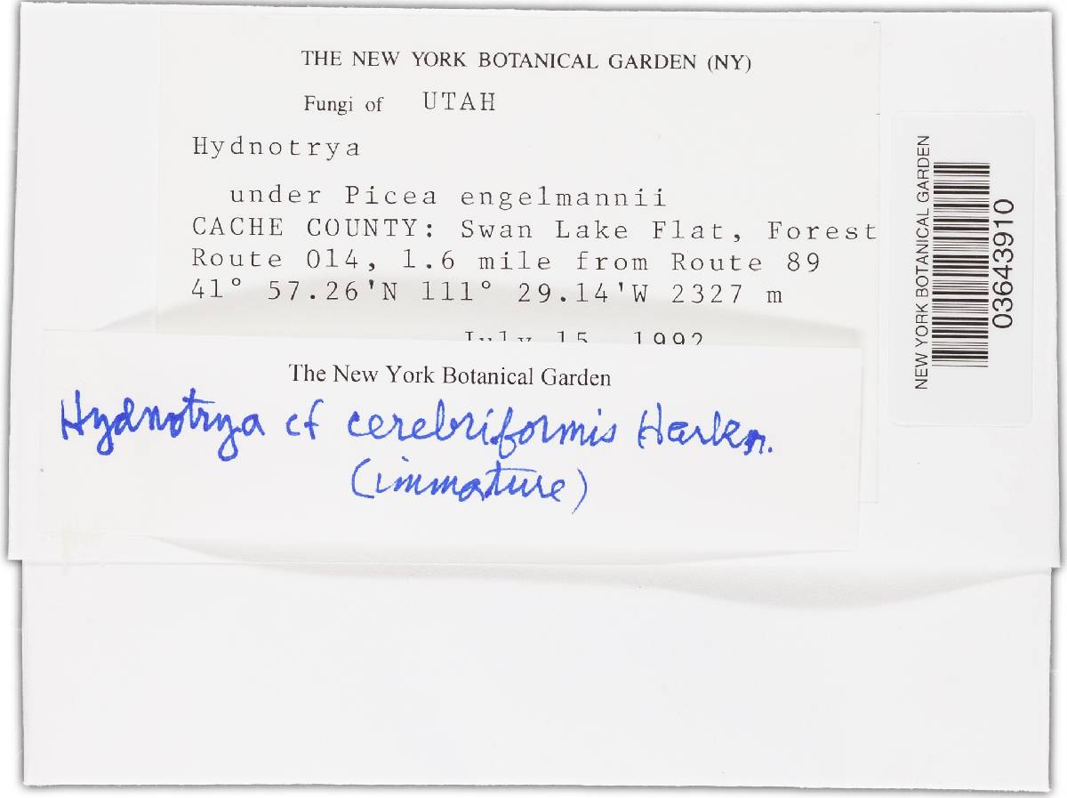 Hydnotrya cerebriformis image