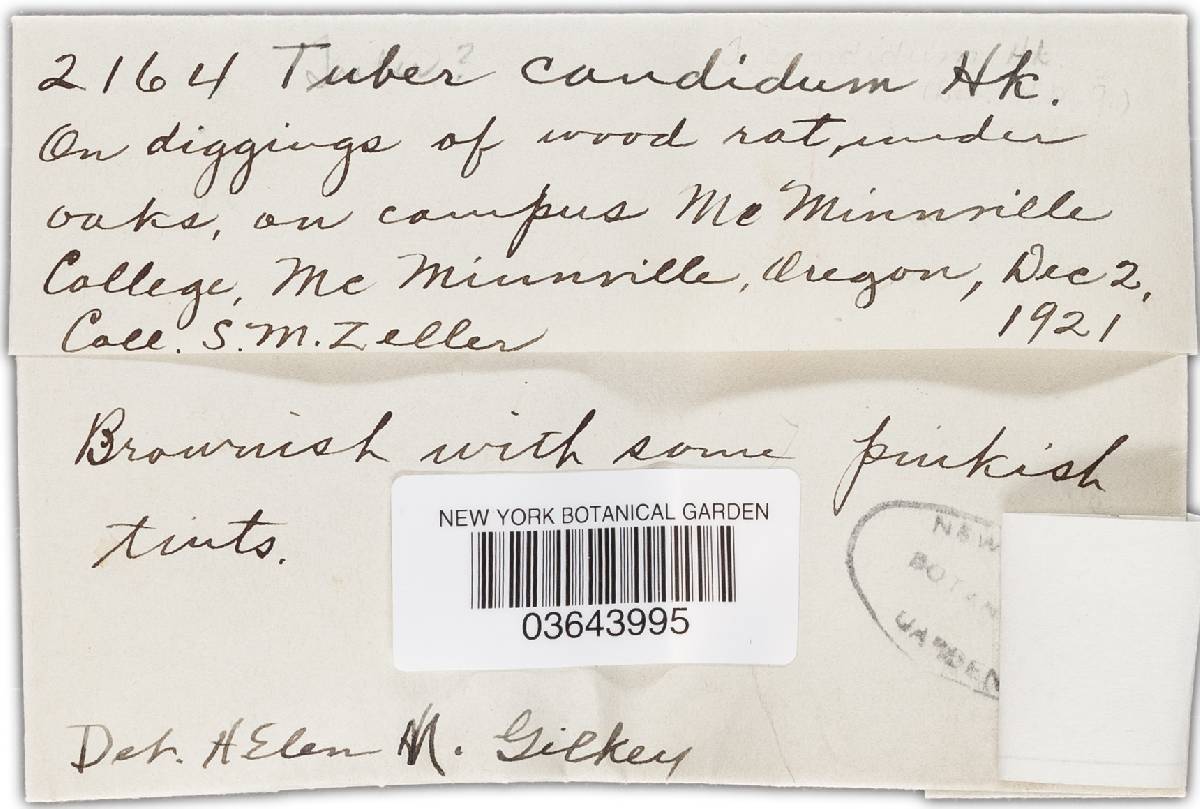Tuber candidum image