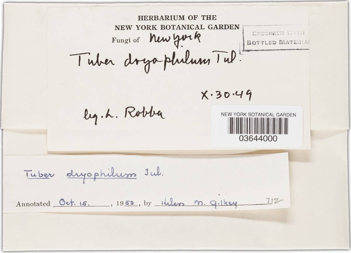 Tuber dryophilum image