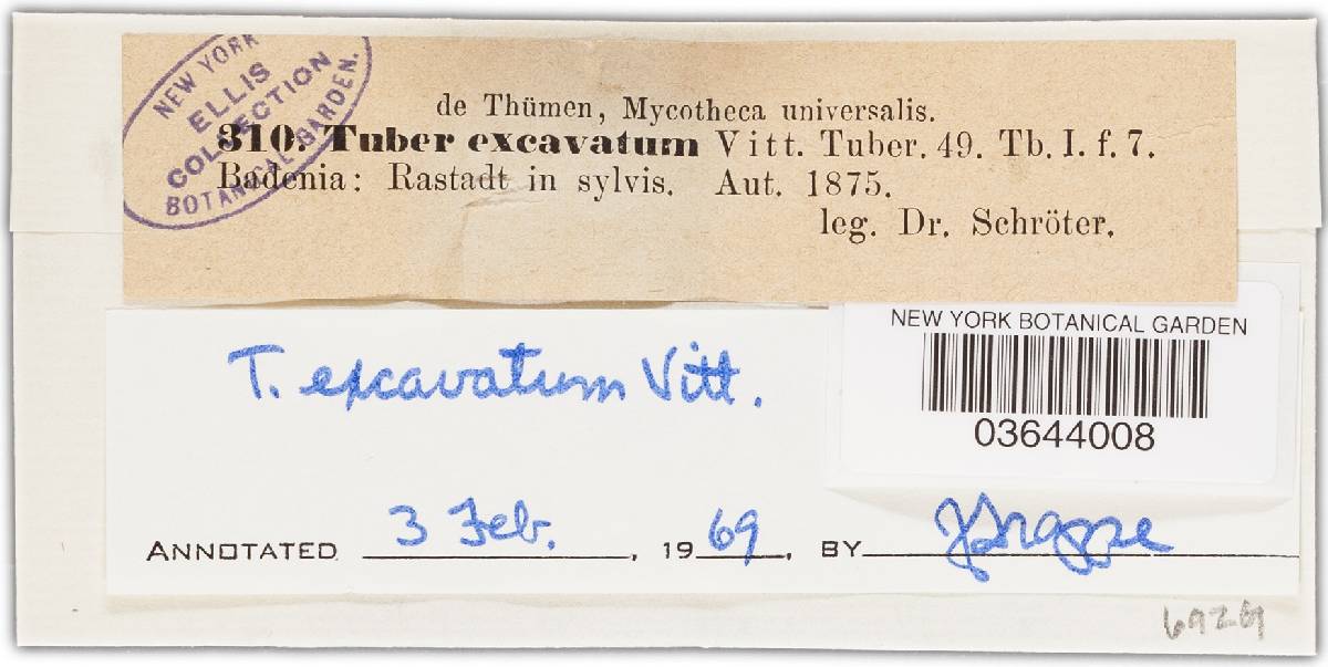 Tuber excavatum image