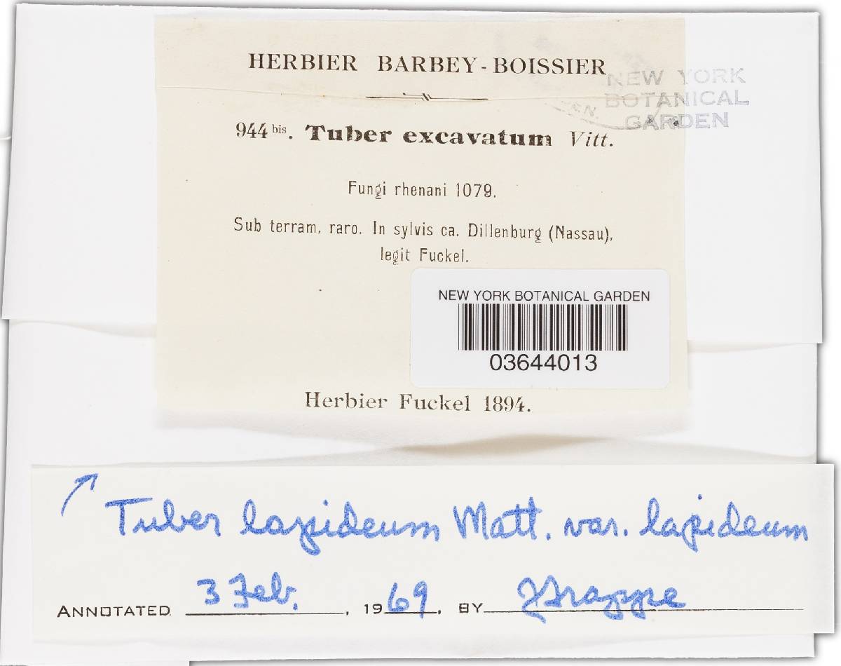 Tuber excavatum image