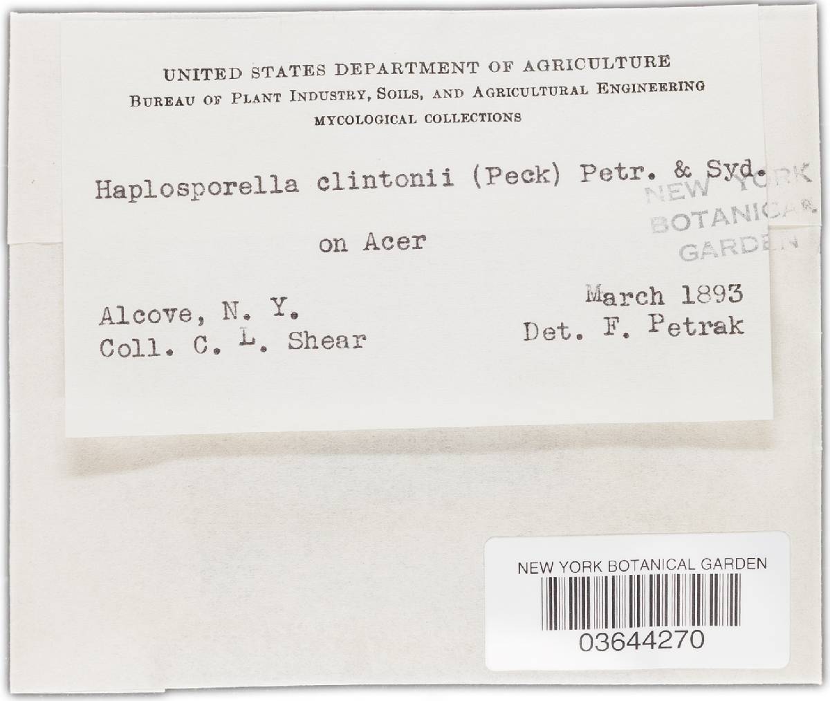 Aplosporella clintonii image