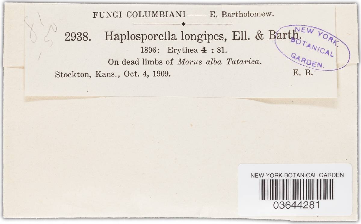 Aplosporella longipes image
