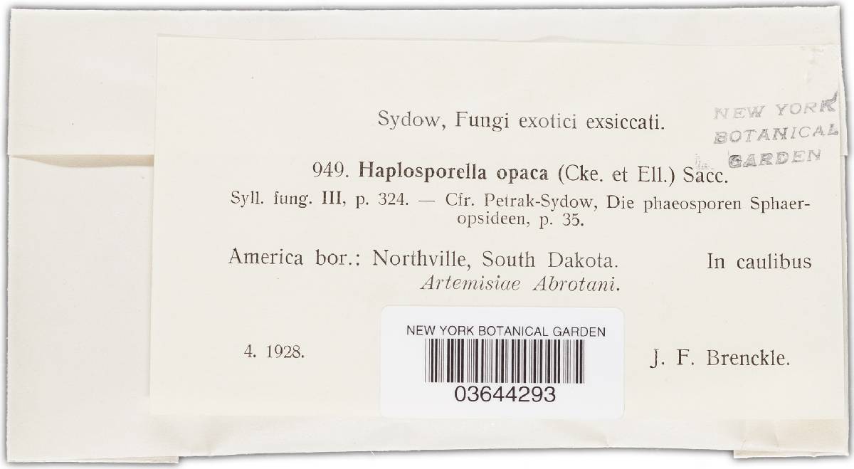 Aplosporella opaca image