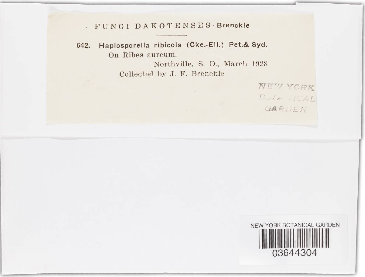 Aplosporella ribicola image