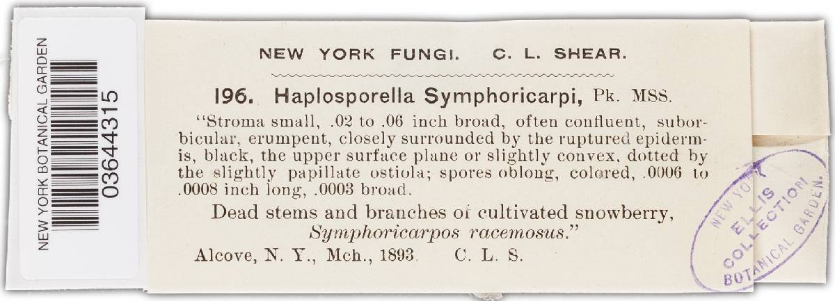 Aplosporella symphoricarpi image