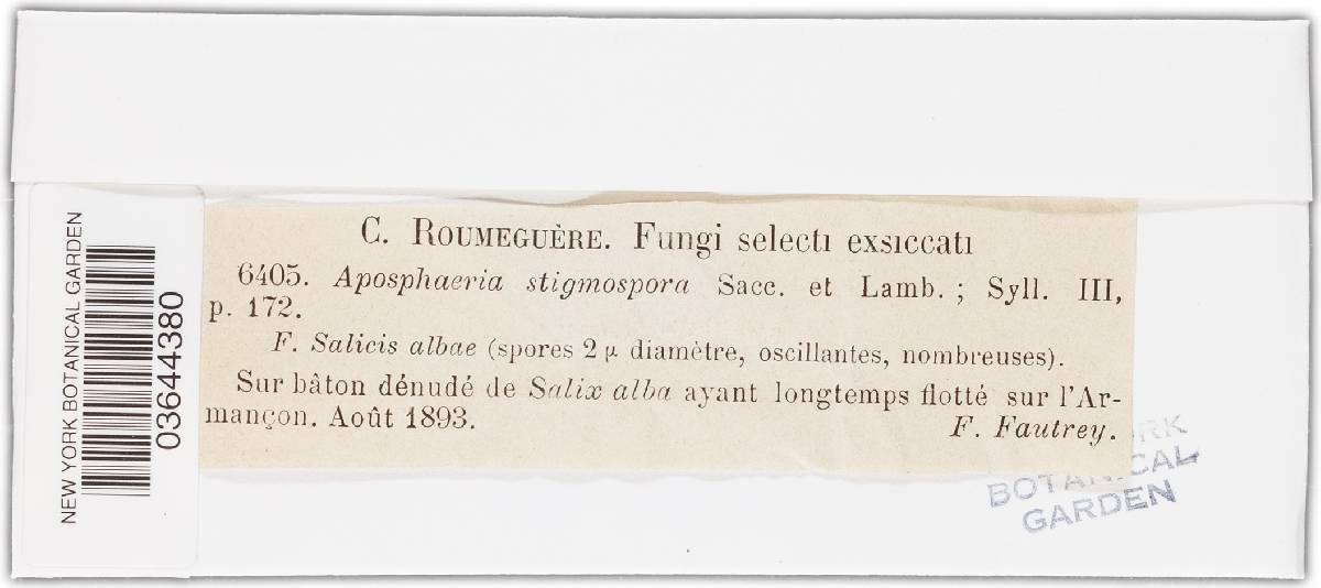 Aposphaeria stigmospora image