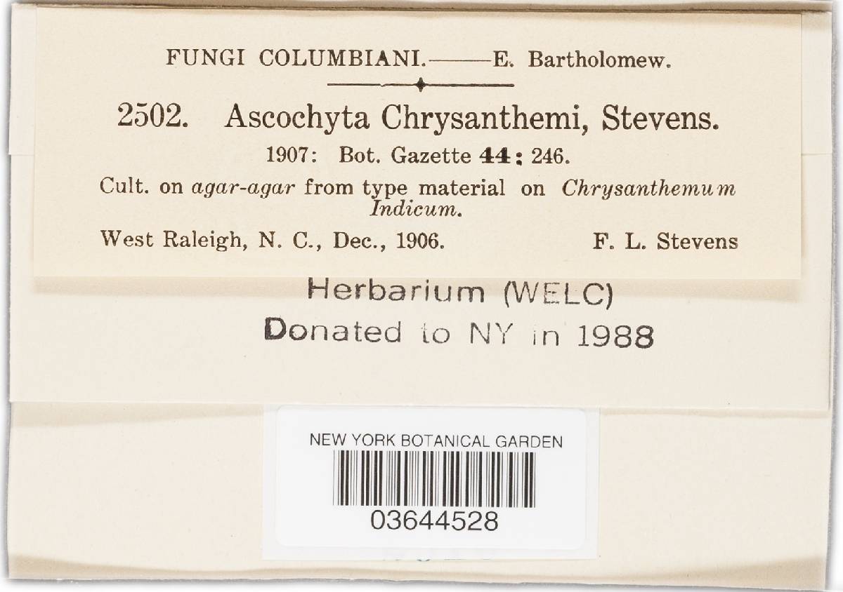 Mycosphaerella chrysanthemi image