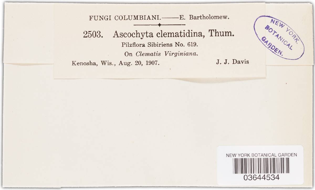 Phoma clematidina image