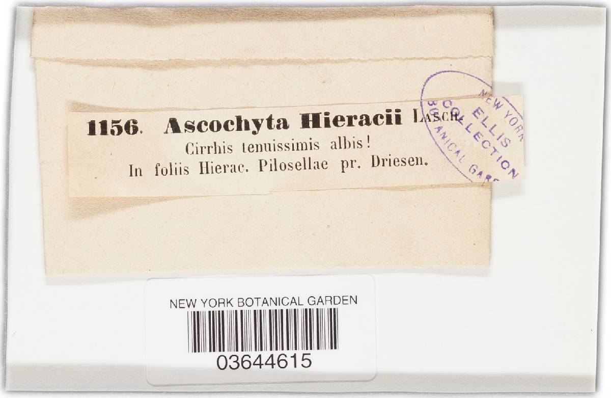 Ascochyta hieracii image
