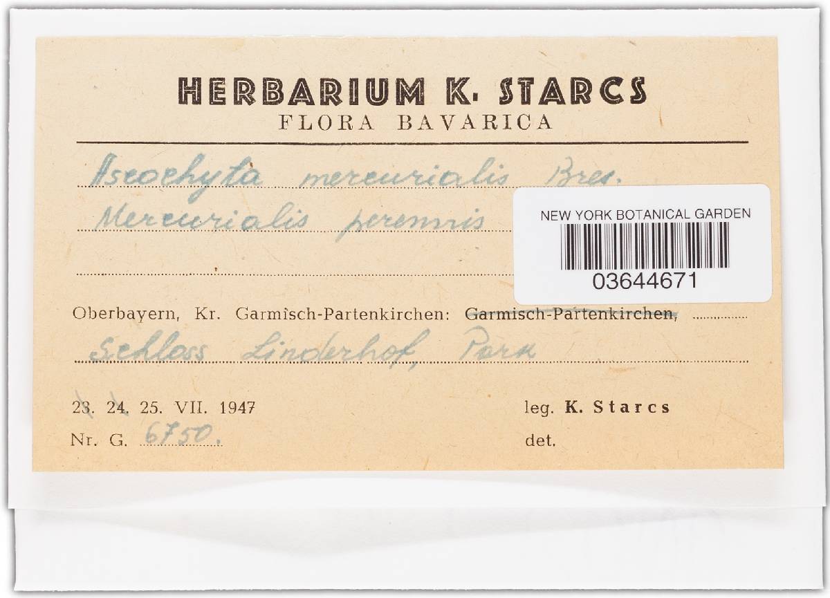 Ascochyta mercurialis image