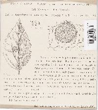 Ascochyta philadelphi image