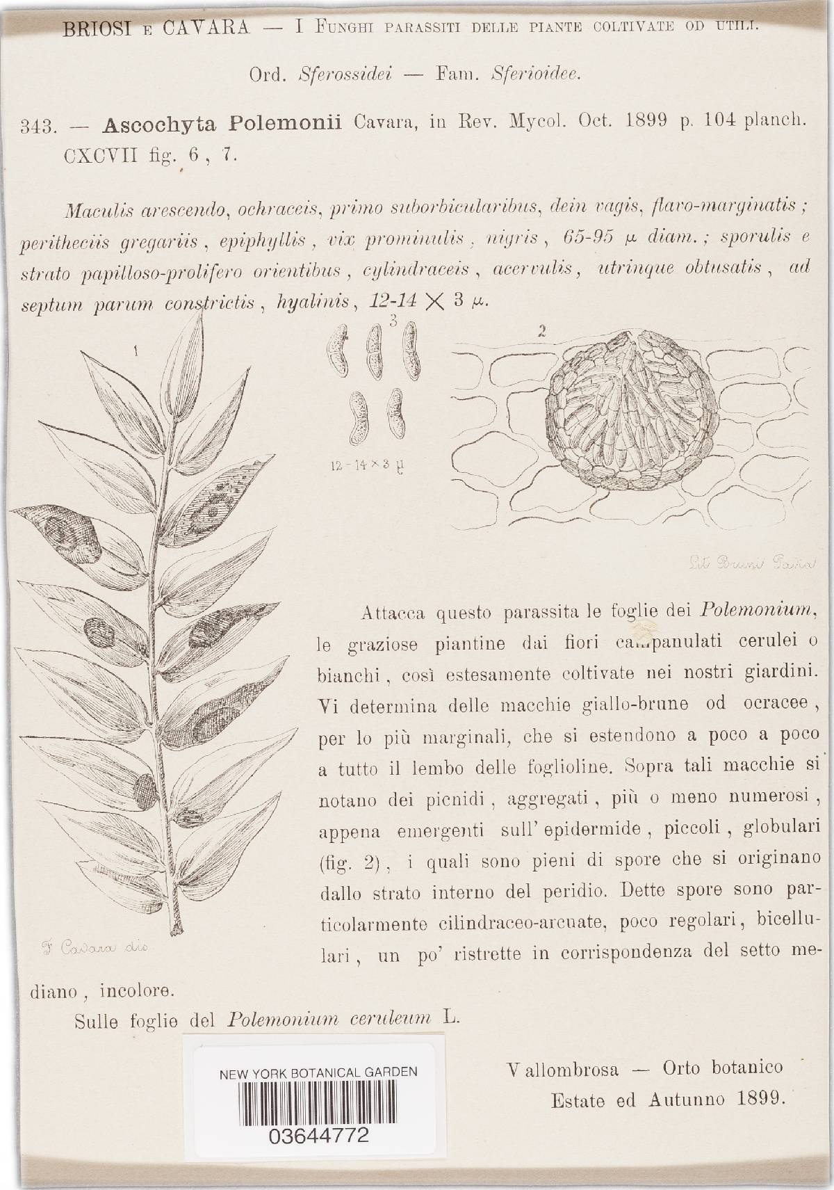 Ascochyta polemonii image