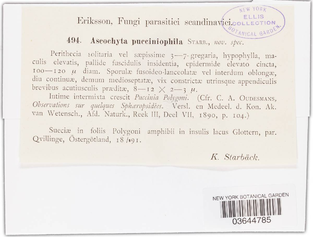 Ascochyta pucciniophila image