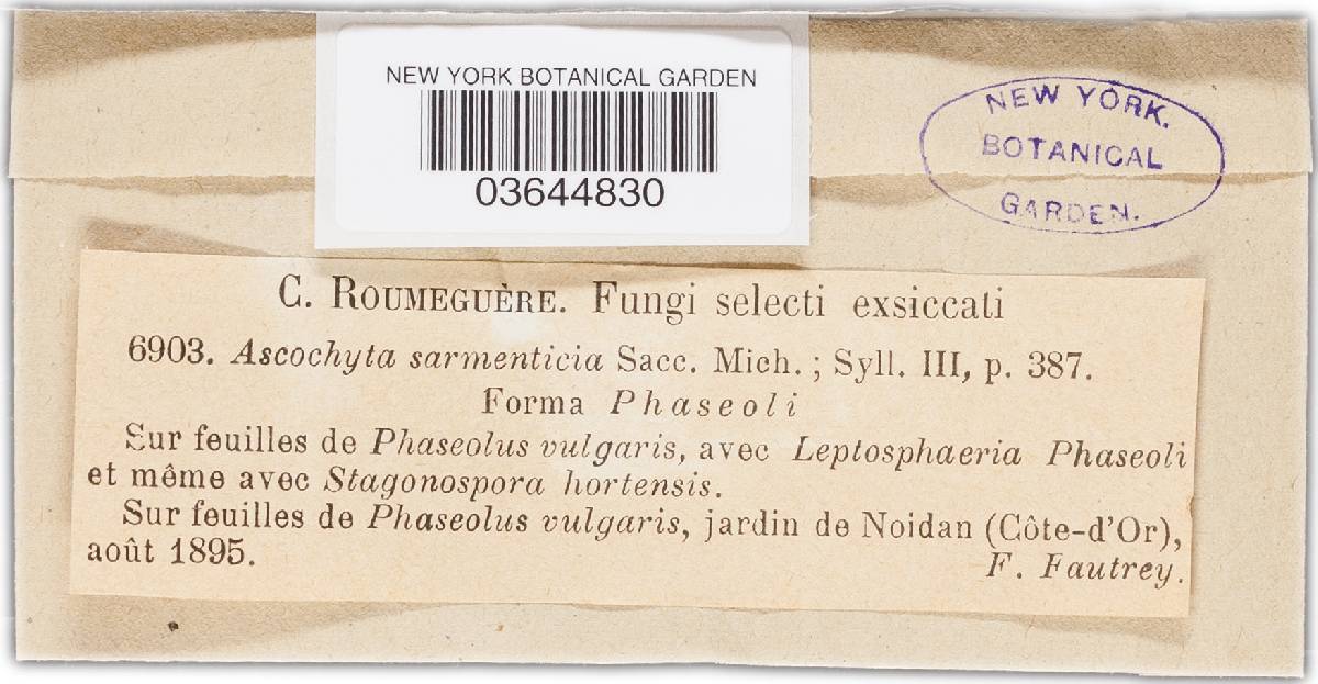 Ascochyta sarmenticia image
