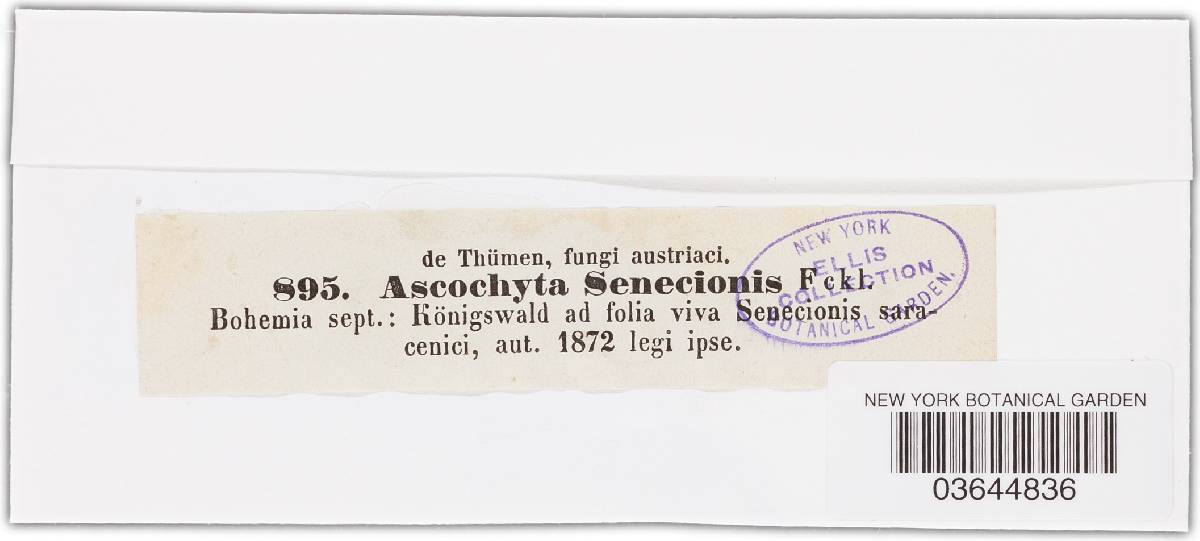 Ascochyta senecionis image