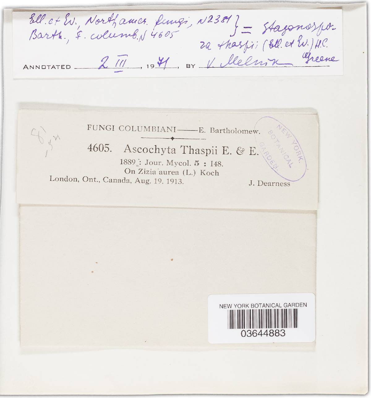 Ascochyta thaspii image