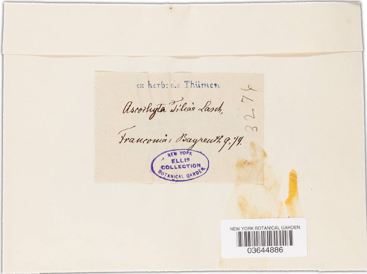 Ascochyta tiliae image