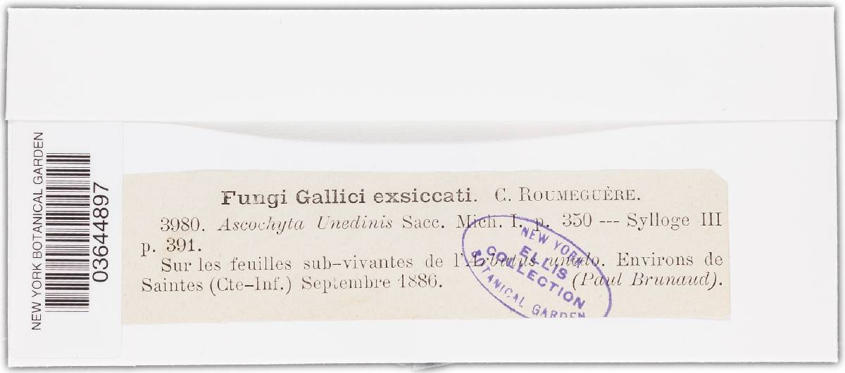 Ascochyta unedonis image