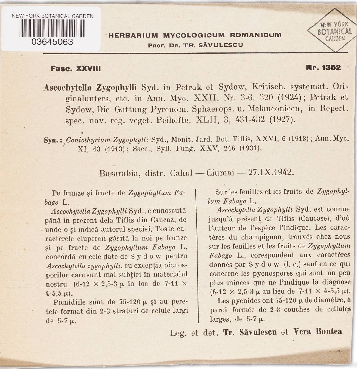 Ascochytella zygophylli image