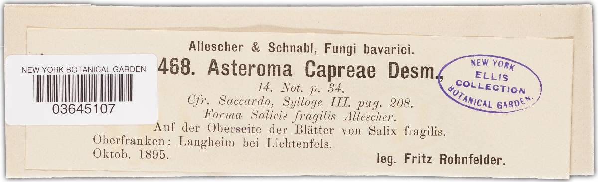 Asteroma capreae image