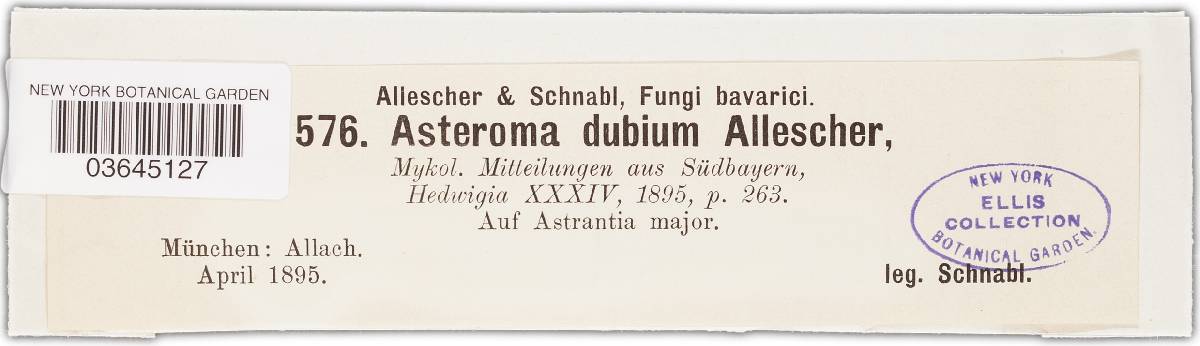 Asteroma dubium image