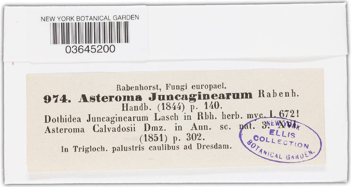 Venturia juncaginearum image